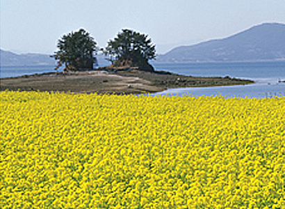 경관/녹지공간 해안도로변에 조성된 꽃길 자료사진